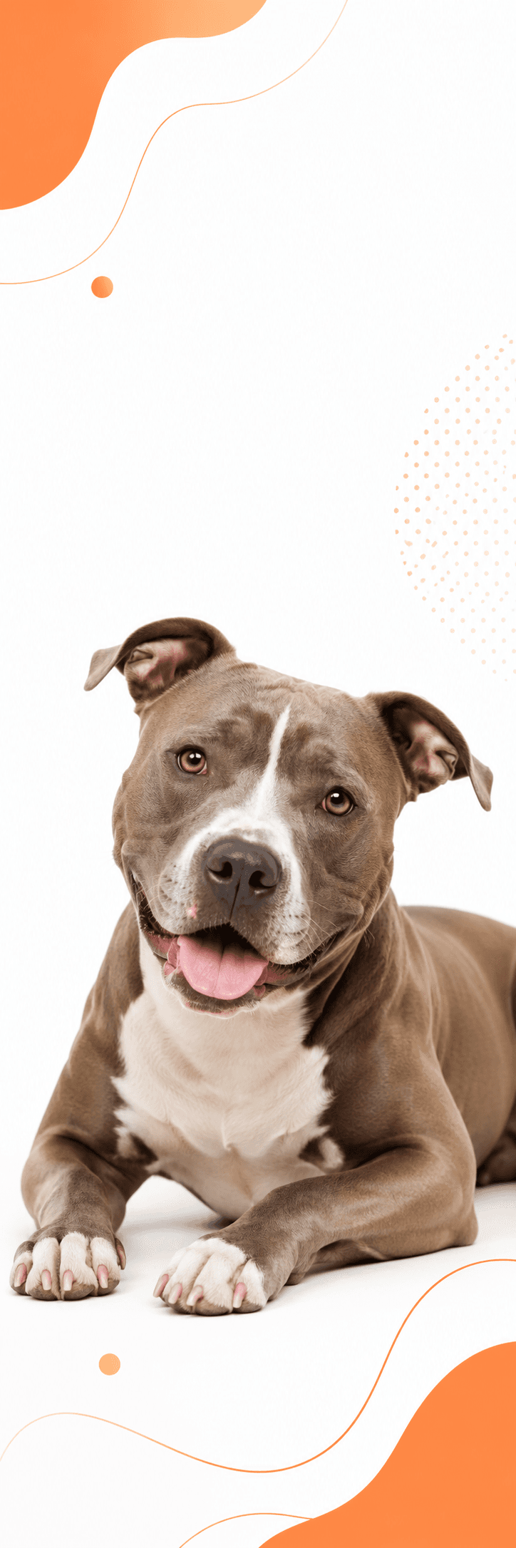 Un pitbull tumbado y relajado, cuidado con cariño en Mimascot